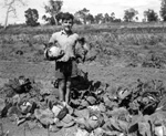 011874D: Picking cabbages, Fairbridge Farm, 1954