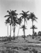 010865D: Coconut palms, Beagle Bay Mission, 1953