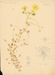 Yellow rainbow [ie sunny rainbow], Bolgart 30.8.1949 [art original]