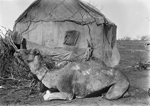 Camel seated beside a hessian dwelling, Eastern Goldfields [picture]