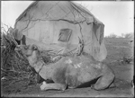 Camel seated beside a hessian dwelling, Eastern Goldfields [picture]