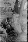 See Australia First