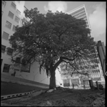 Moreton Bay fig tree in vacant block [picture]