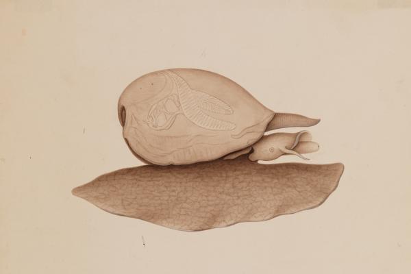 Drawing of a shell specimen collected at Shark Bay