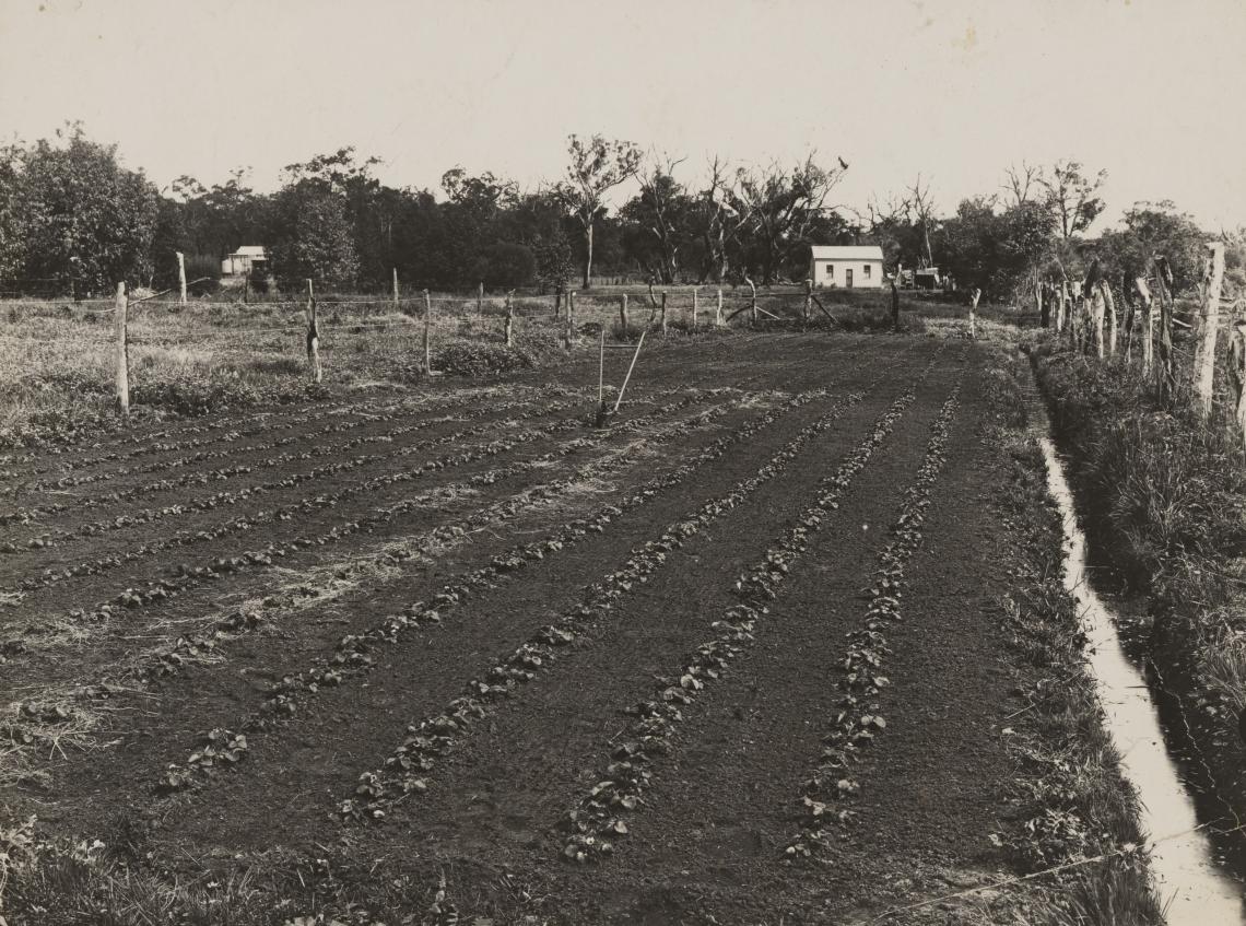 A market garden in Western Australia possibly in Osborne Park ca1912
