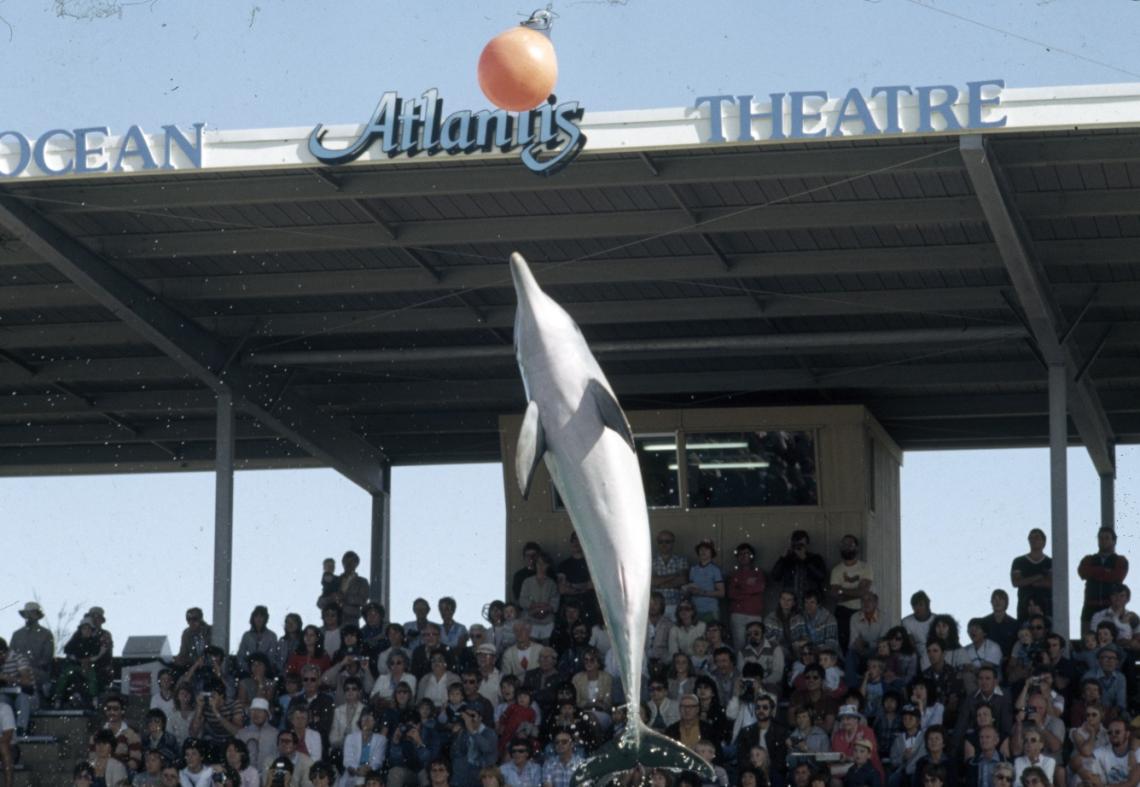Dolphin show at Atlantis Marine Park Yanchep c1982