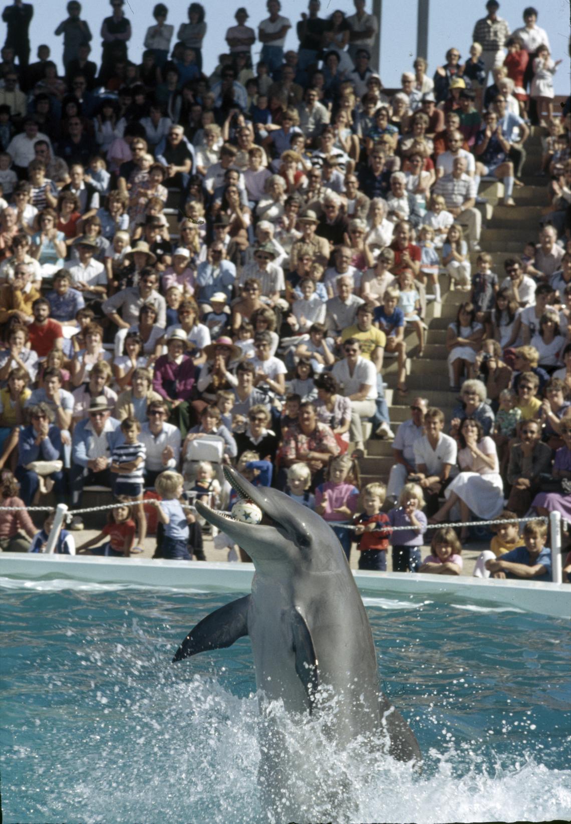 Dolphin show at Atlantis Marine Park Yanchep c1982