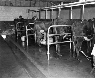Milking Fairbridge Farm 1954 011868d