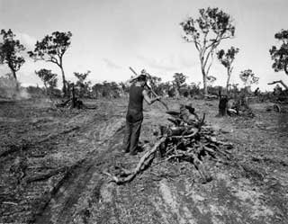 Land Clearing, Balganup, 1950 003448d