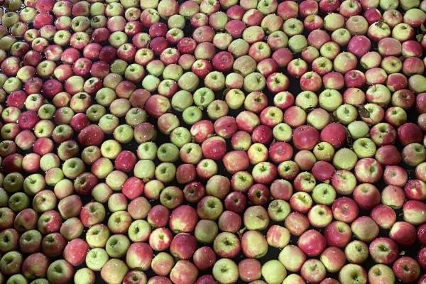 Apples at Newton Orchards processing facility