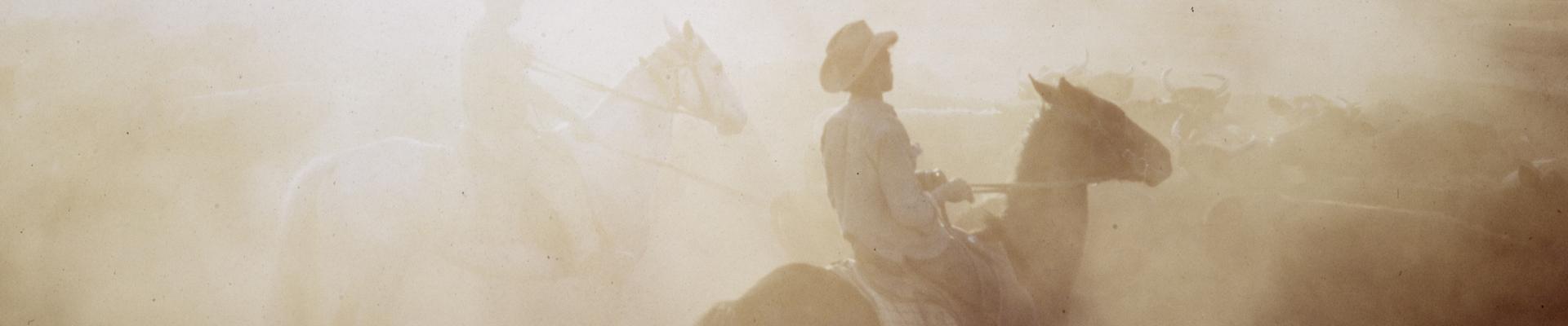 Mustering cattle on Fossil Downs Station 1969