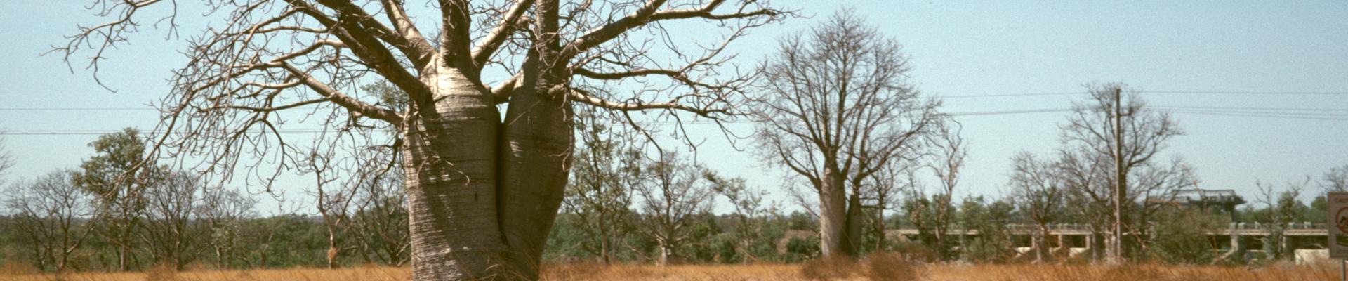 Boab trees Kununurra 1994