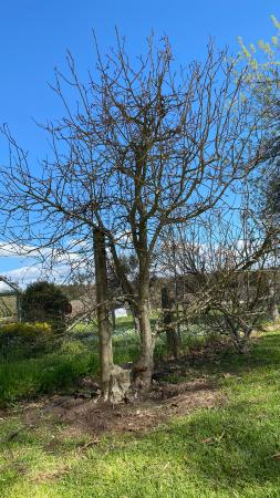 The original Lady Williams apple tree at Boronia Farm Donnybrook