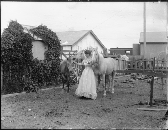Agnes Hyland and her educated ponies ca1905