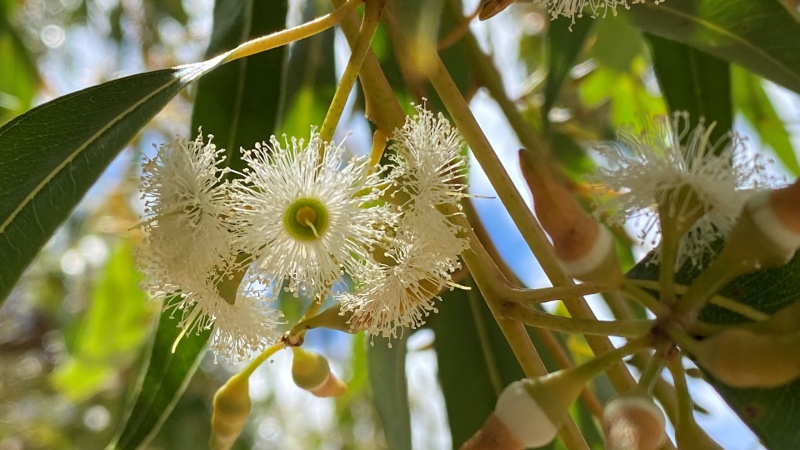 Jarral Jarrah Eucalyptus marginata Sm subsp Marginata blossoms at Walliabup Bibra Lake