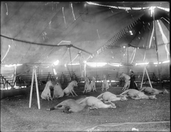 Woman training circus ponies inside a tent Hylands Circus during the 1907 Albany Week celebrations
