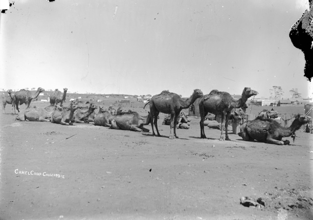 Camel camp Coolgardie ca 1905