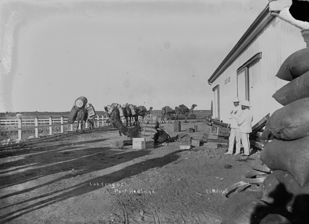 Camels loaded with goods leaving Port Hedland for Marble Bar 1909