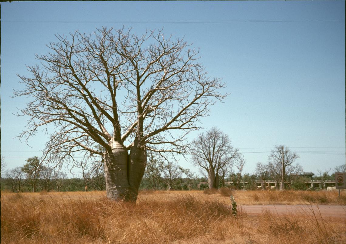 Boab trees Kununurra 1994