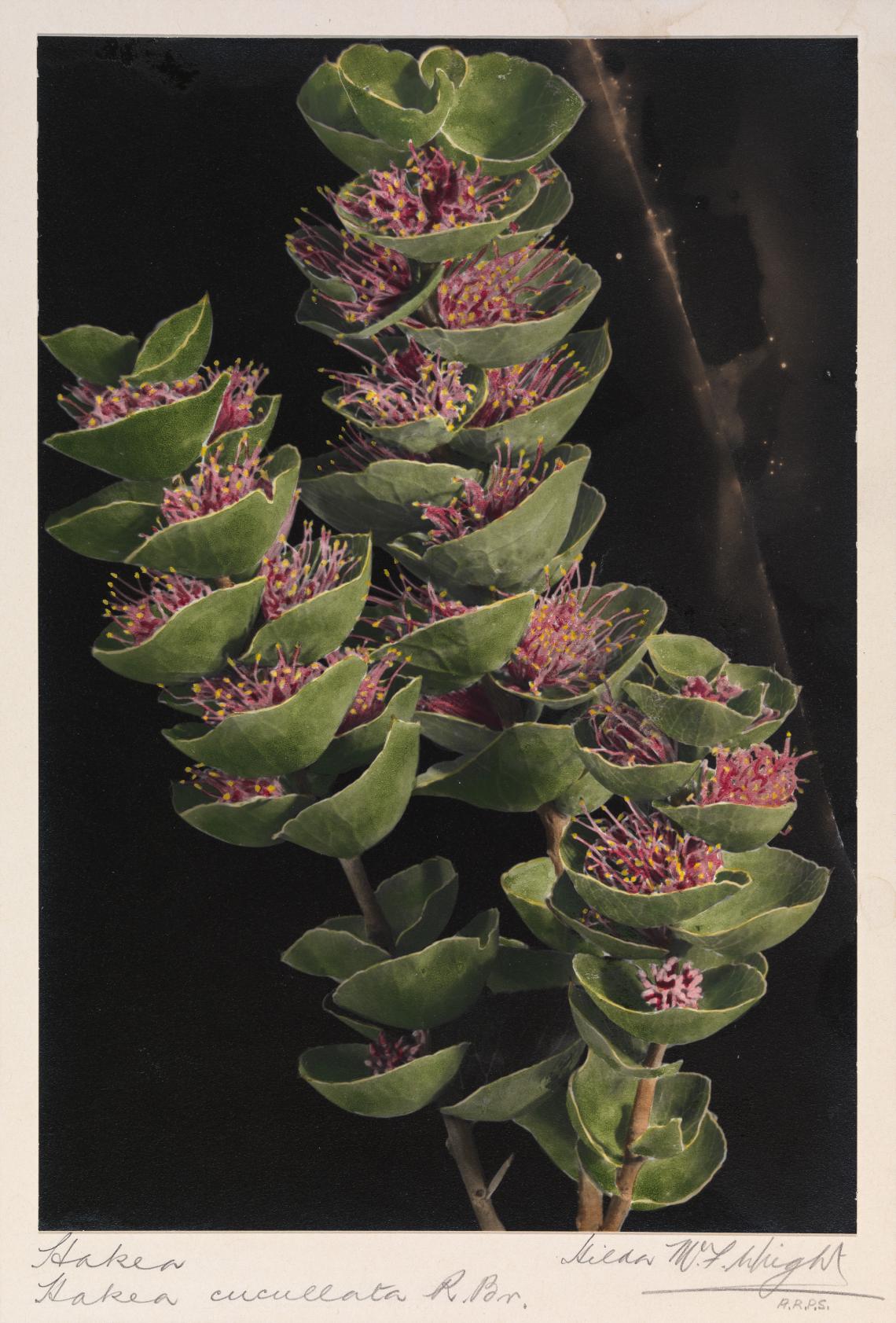 Hakea cucullata flowers hand coloured red