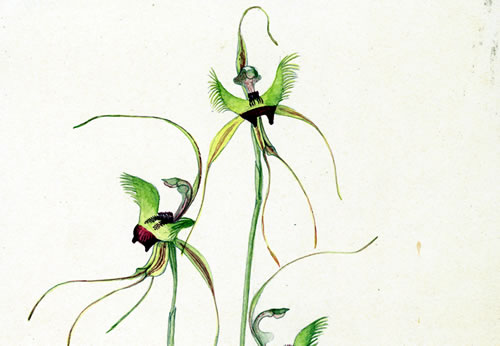 Image: Drawing of a Butterfly Orchid at Kendenup in October 1951